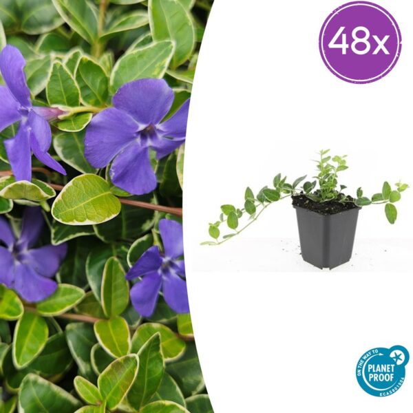Vinca minor 'Argenteovariegata' | 48 stuks