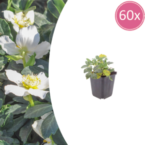 thumbnail_6000-1493.png Helleborus orientalis | 60 stuks