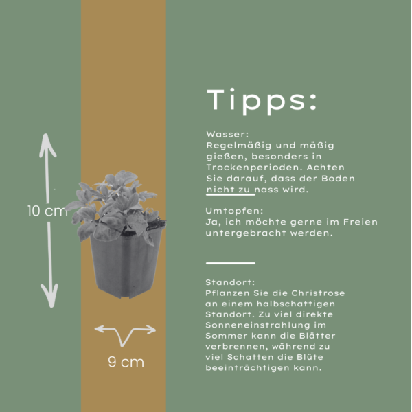 Helleborus orientalis | 60 stuks