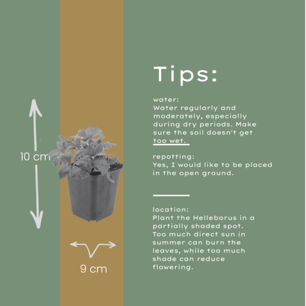 Helleborus orientalis | 60 stuks