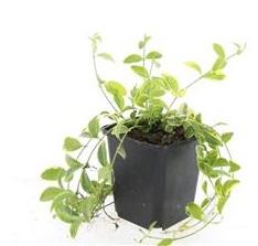 thumbnail_6000-15.jpg Vinca minor 'Aureovariegata' | 24 stuks