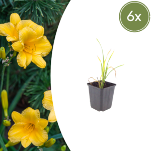 thumbnail_6000-1501.png Hemerocallis 'Stella de Oro' | 6 stuks