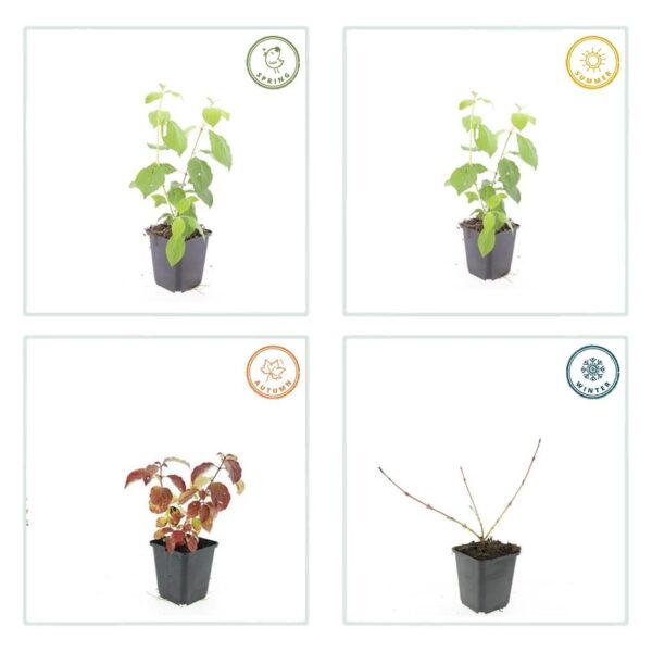 thumbnail_6000-1514.jpg Cornus sang. 'Midwinter Fire' | 24 stuks