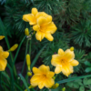 Hemerocallis 'Stella de Oro' | 12 stuks