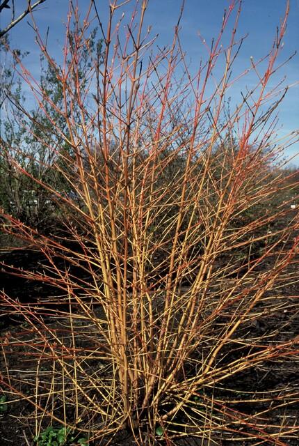 Cornus sang. 'Midwinter Fire' | 48 stuks