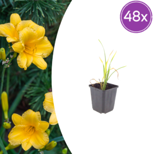 thumbnail_6000-1525.png Hemerocallis 'Stella de Oro' | 48 stuks