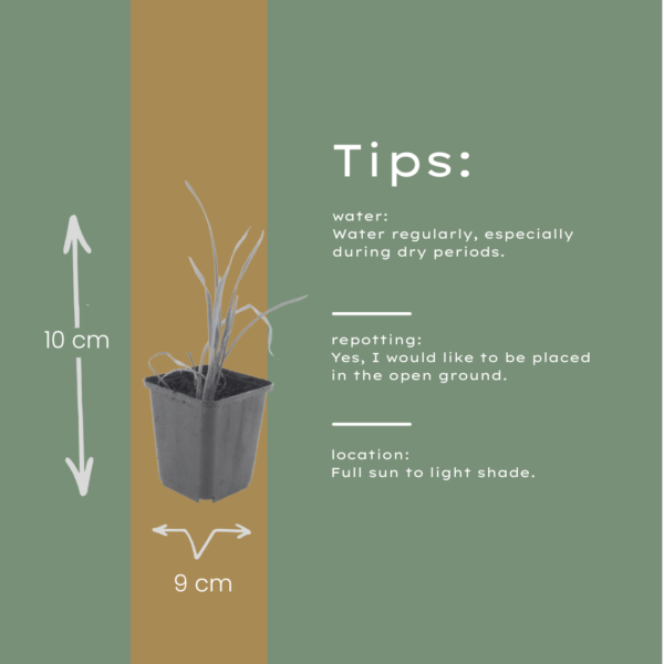 Hemerocallis 'Stella de Oro' | 48 stuks