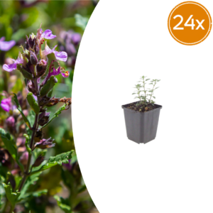 thumbnail_6000-153.png Teucrium lucidrys | 24 stuks