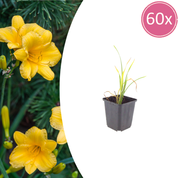 Hemerocallis 'Stella de Oro' | 60 stuks