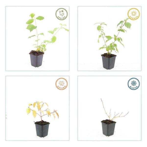 Cornus sang. 'Anny's Winter Orange' | 48 stuks