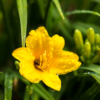 Hemerocallis 'Stella de Oro' | 60 stuks
