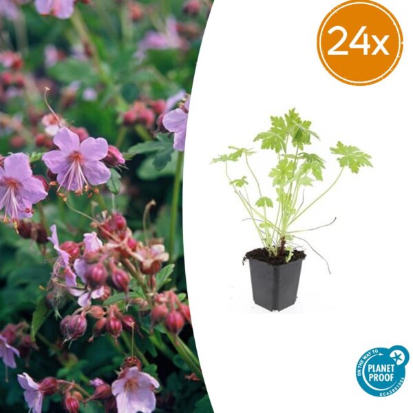 Geranium macrorrhizum | 24 stuks