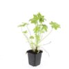 Geranium macrorrhizum | 24 stuks