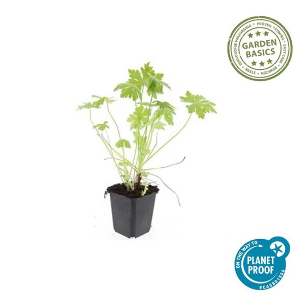 Geranium macrorrhizum | 48 stuks