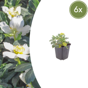thumbnail_6000-1557.png Helleborus niger | 6 stuks