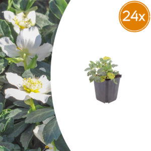 thumbnail_6000-1573.png Helleborus niger | 24 stuks