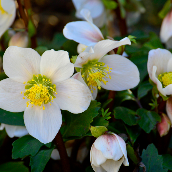 Helleborus niger | 48 stuks