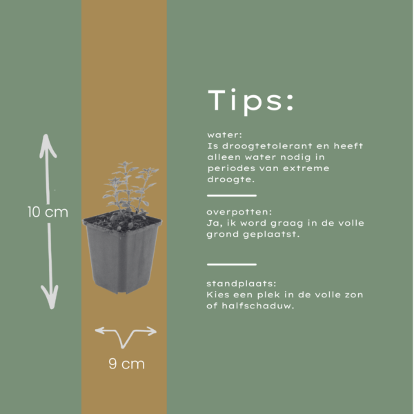 Teucrium lucidrys | 24 stuks