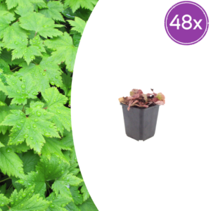 thumbnail_6000-16.png Tiarella cordifolia | 48 stuks
