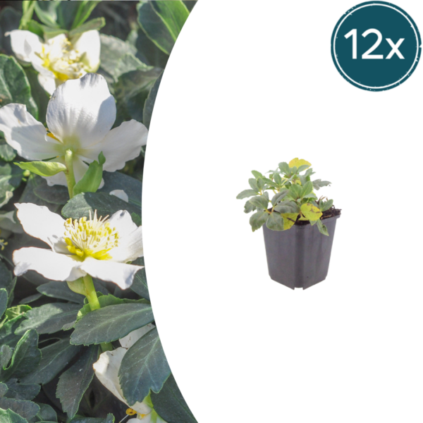 Helleborus orientalis | 12 stuks