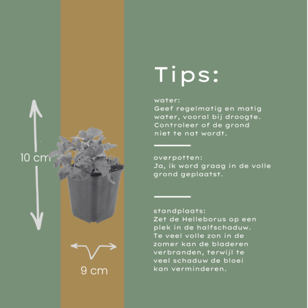 Helleborus orientalis | 12 stuks