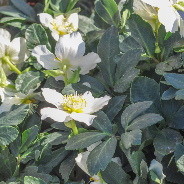 Helleborus orientalis | 12 stuks