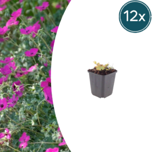 thumbnail_6000-1621.png Geranium sang. 'Max Frei' | 12 stuks