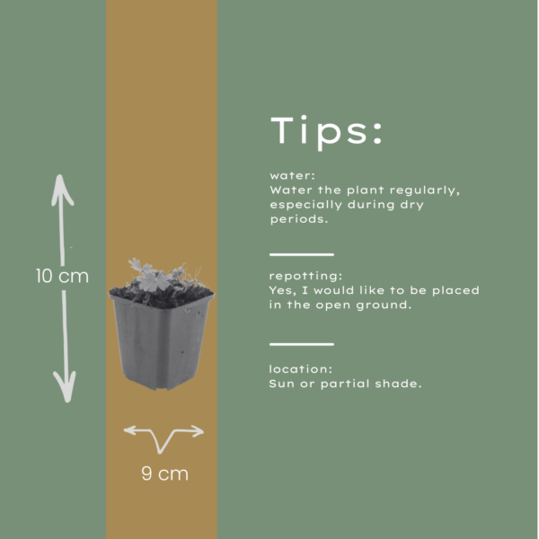 Geranium sang. 'Max Frei' | 48 stuks