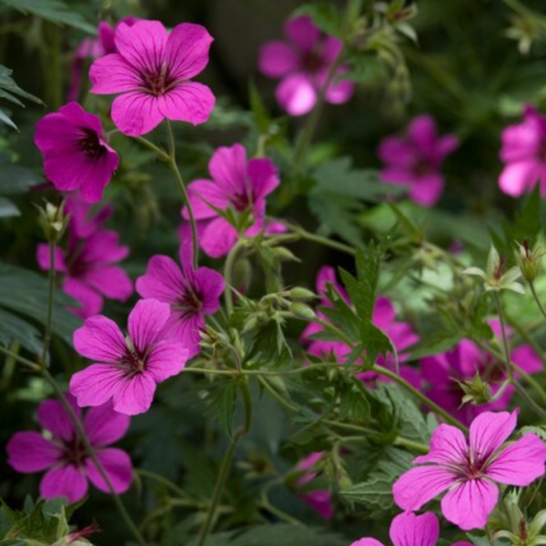 Geranium sang. 'Max Frei' | 48 stuks