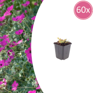 Geranium sang. 'Max Frei' | 60 stuks