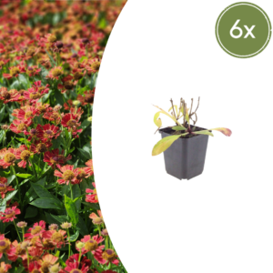 Helenium 'Moerheim Beauty' | 6 stuks