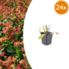 Helenium 'Moerheim Beauty' | 24 stuks