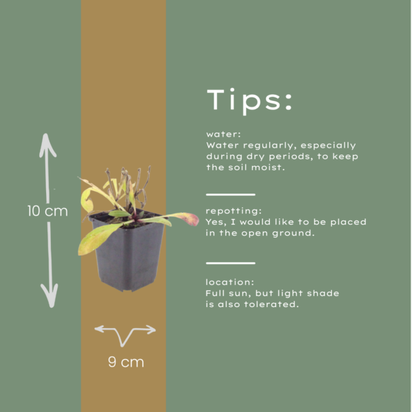 thumbnail_6000-1673.png Helenium 'Moerheim Beauty' | 24 stuks