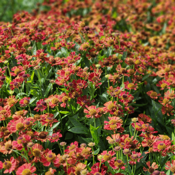 thumbnail_6000-1675.png Helenium 'Moerheim Beauty' | 24 stuks