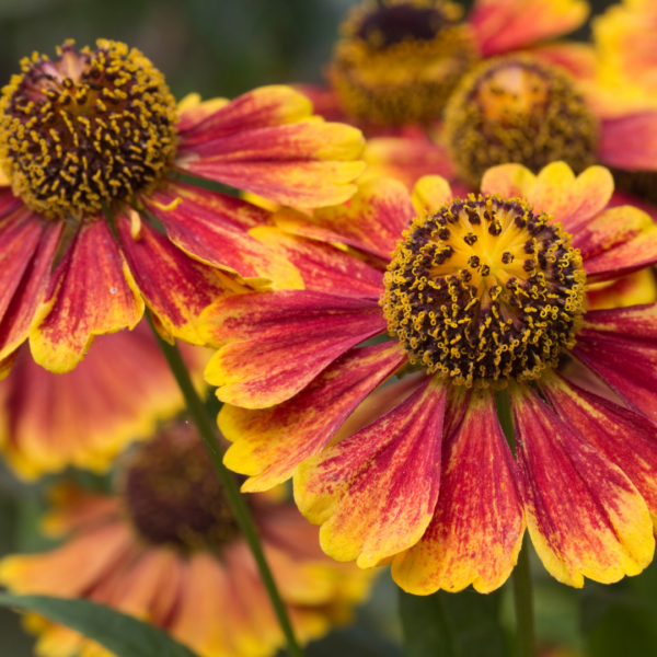 thumbnail_6000-1676.png Helenium 'Moerheim Beauty' | 24 stuks