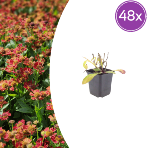 Helenium 'Moerheim Beauty' | 48 stuks