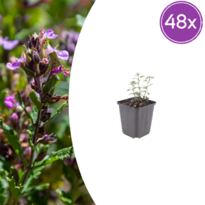 thumbnail_6000-168.png Teucrium lucidrys | 48 stuks