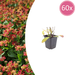 Helenium 'Moerheim Beauty' | 60 stuks