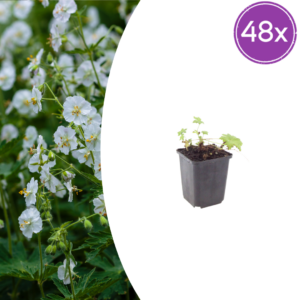Geranium macr. 'White Ness' | 48 stuks