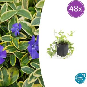 thumbnail_6000-17.jpg Vinca minor 'Aureovariegata' | 48 stuks