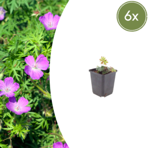 Geranium sanguineum | 6 stuks