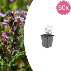 thumbnail_6000-171.png Teucrium lucidrys | 60 stuks