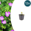 Geranium sanguineum | 12 stuks