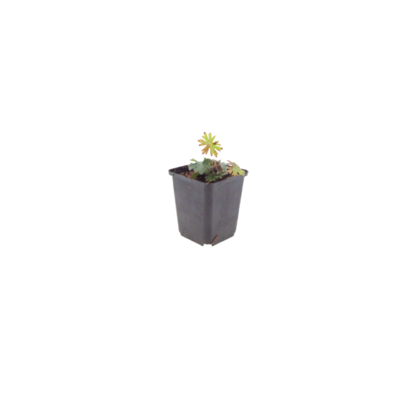Geranium sanguineum | 12 stuks