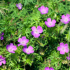 Geranium sanguineum | 12 stuks