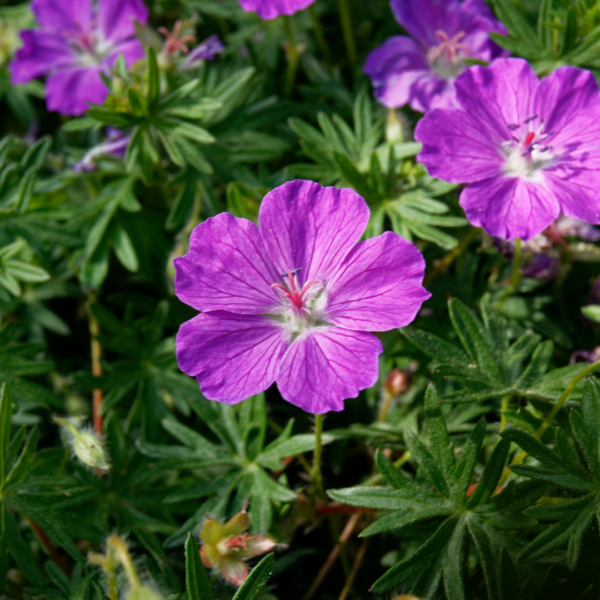 Geranium sanguineum | 48 stuks