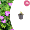 Geranium sanguineum | 60 stuks