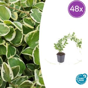 Vinca major 'Variegata' | 48 stuks