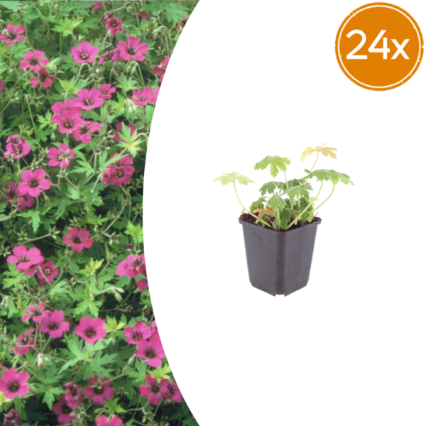 Geranium macr. 'Bevan's Variety' | 24 stuks