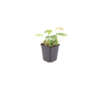 Geranium macr. 'Bevan's Variety' | 24 stuks